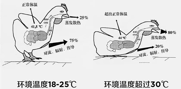 《夏日炎炎，如何為動(dòng)物防暑、降溫》
